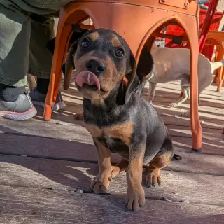 Trooper