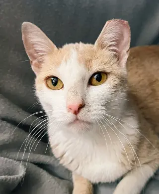 CJ