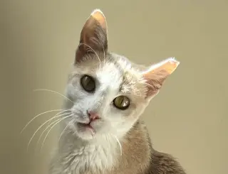 CJ