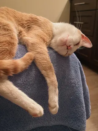 CJ