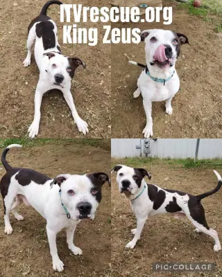 King Zeus
