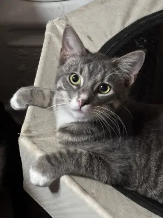 Oliver