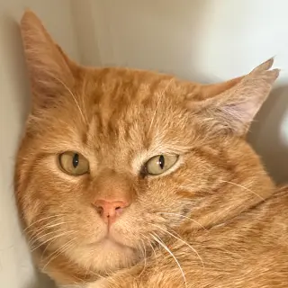 Carmelo
