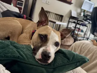 Mitsy