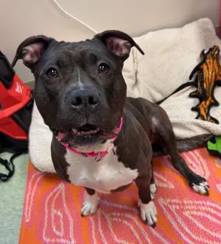 Max