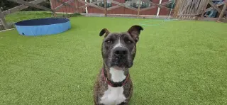Scoobert