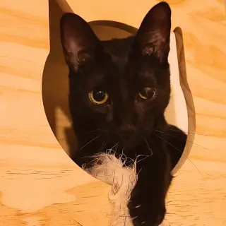 Solé