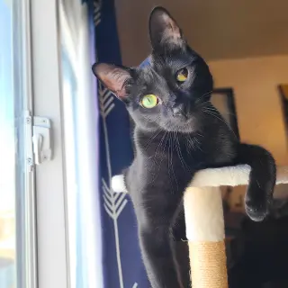 Solé