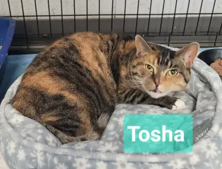 Tosha