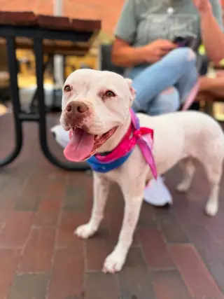 Snow (Mama of Wrecking Crew Litter)