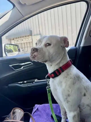 Snow (Mama of Wrecking Crew Litter)