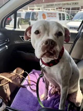 Snow (Mama of Wrecking Crew Litter)