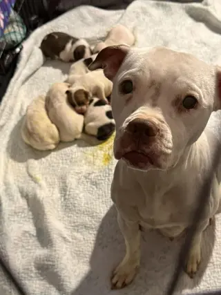 Snow (Mama of Wrecking Crew Litter)