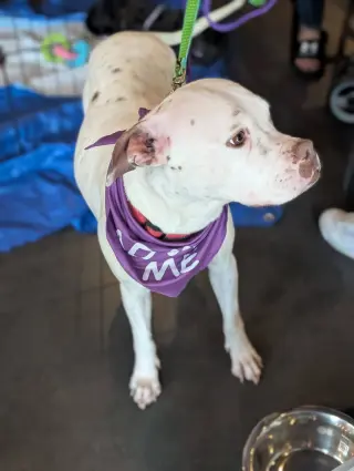 Snow (Mama of Wrecking Crew Litter)