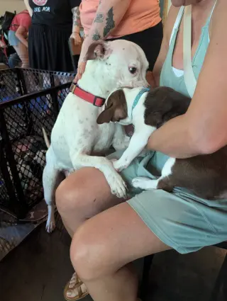 Snow (Mama of Wrecking Crew Litter)
