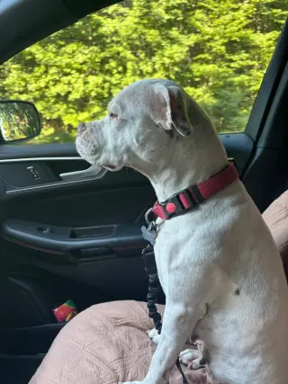 Snow (Mama of Wrecking Crew Litter)