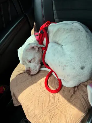 Snow (Mama of Wrecking Crew Litter)