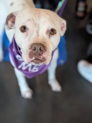 Snow (Mama of Wrecking Crew Litter)