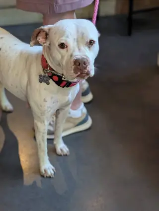 Snow (Mama of Wrecking Crew Litter)