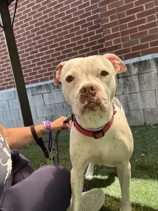 Snow (Mama of Wrecking Crew Litter)