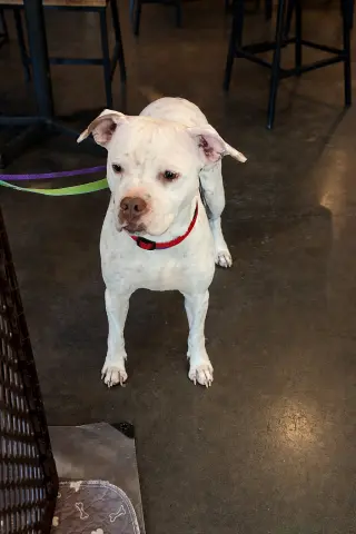 Snow (Mama of Wrecking Crew Litter)