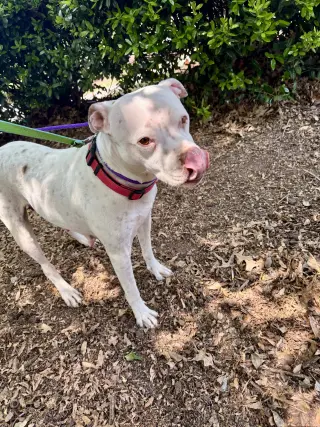 Snow (Mama of Wrecking Crew Litter)