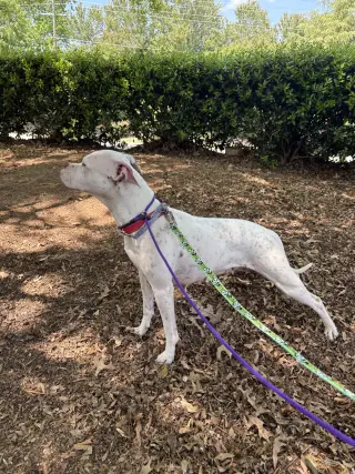 Snow (Mama of Wrecking Crew Litter)