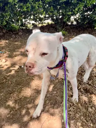 Snow (Mama of Wrecking Crew Litter)