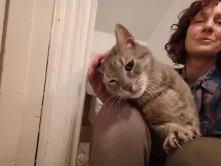 Snuggs - LAP CAT