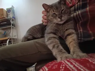 Snuggs - LAP CAT