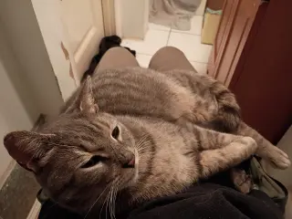 Snuggs - LAP CAT