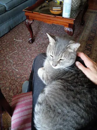 Snuggs - LAP CAT