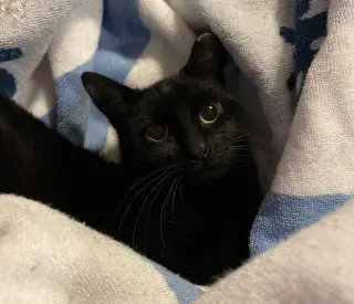Serafina