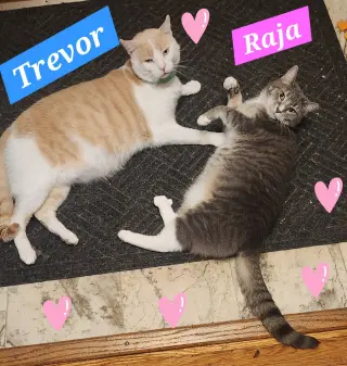 Raja (foster cat) bonded with Trevor