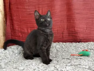 Aramis