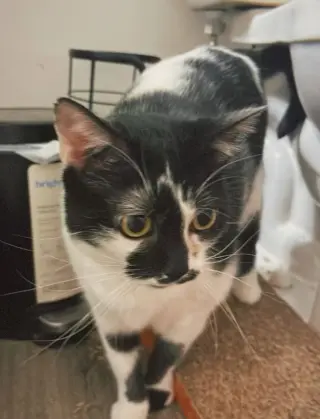 Kaia
