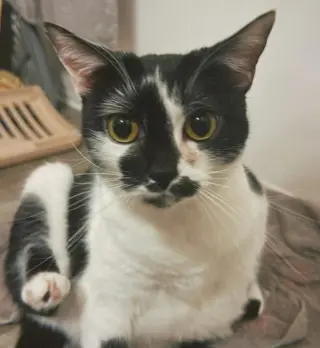 Kaia