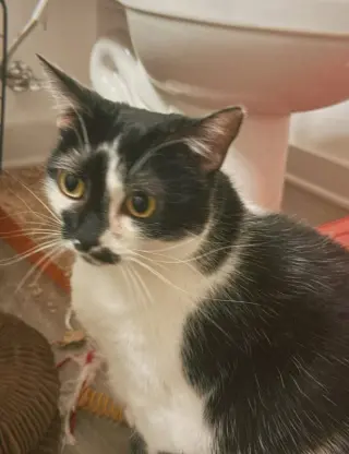 Kaia