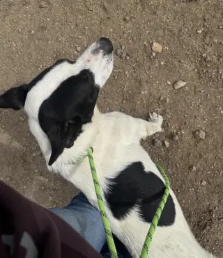 Moomoo