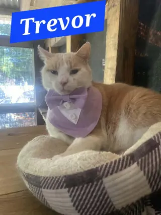 Trevor (foster cat) bonded with Raja