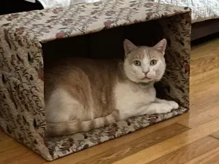 Trevor (foster cat) bonded with Raja