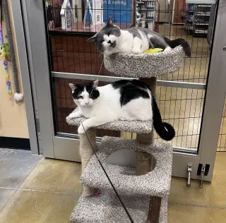Byrdie & Mickle (bonded pair)
