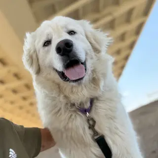Merlin