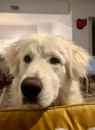 Merlin