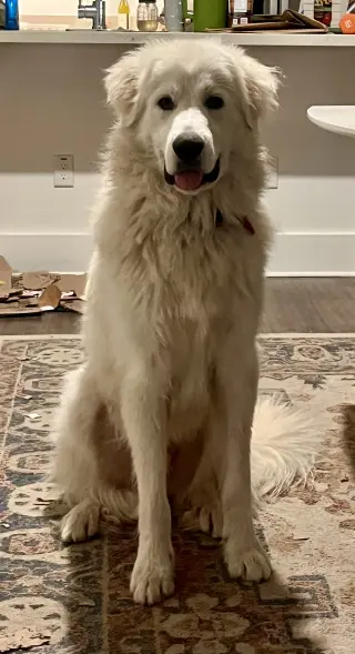 Merlin