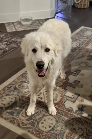Merlin