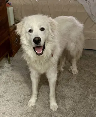 Merlin