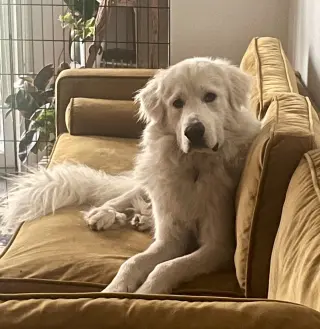 Merlin