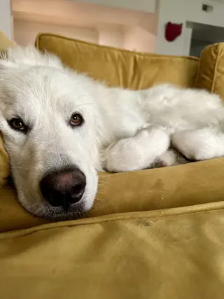Merlin