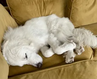 Merlin